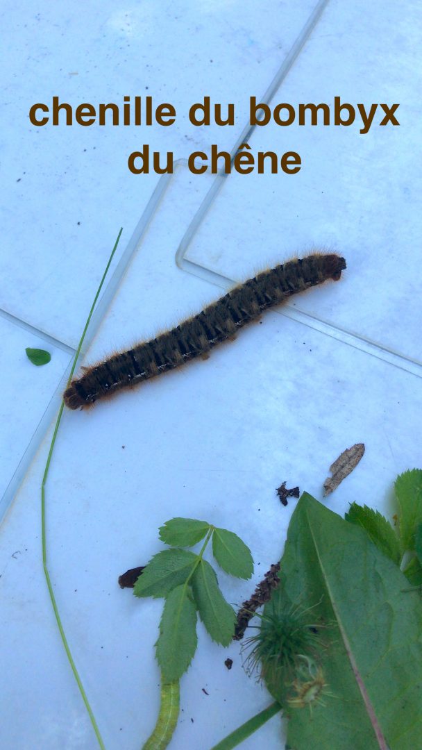 chenille-bombyx-chene