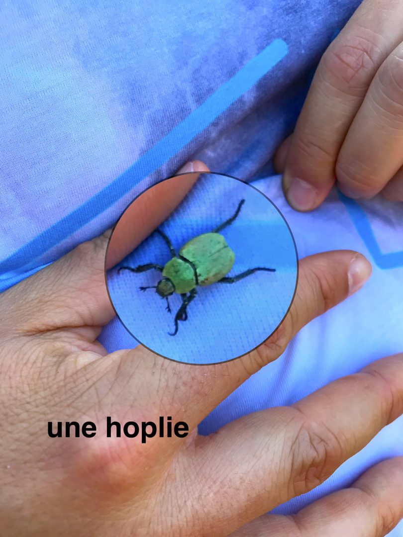 hoplie2